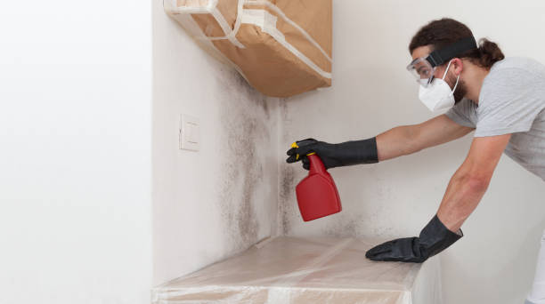 Basement Mold Remediation treatment on basement walls in Chesapeake