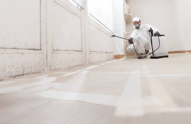 Black mold remediation team in Chesapeake