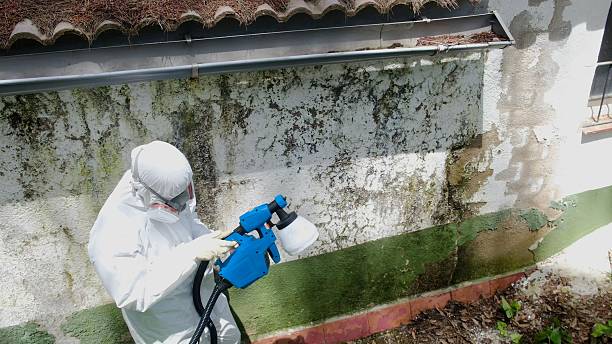 Mold Removal service in Chesapeake